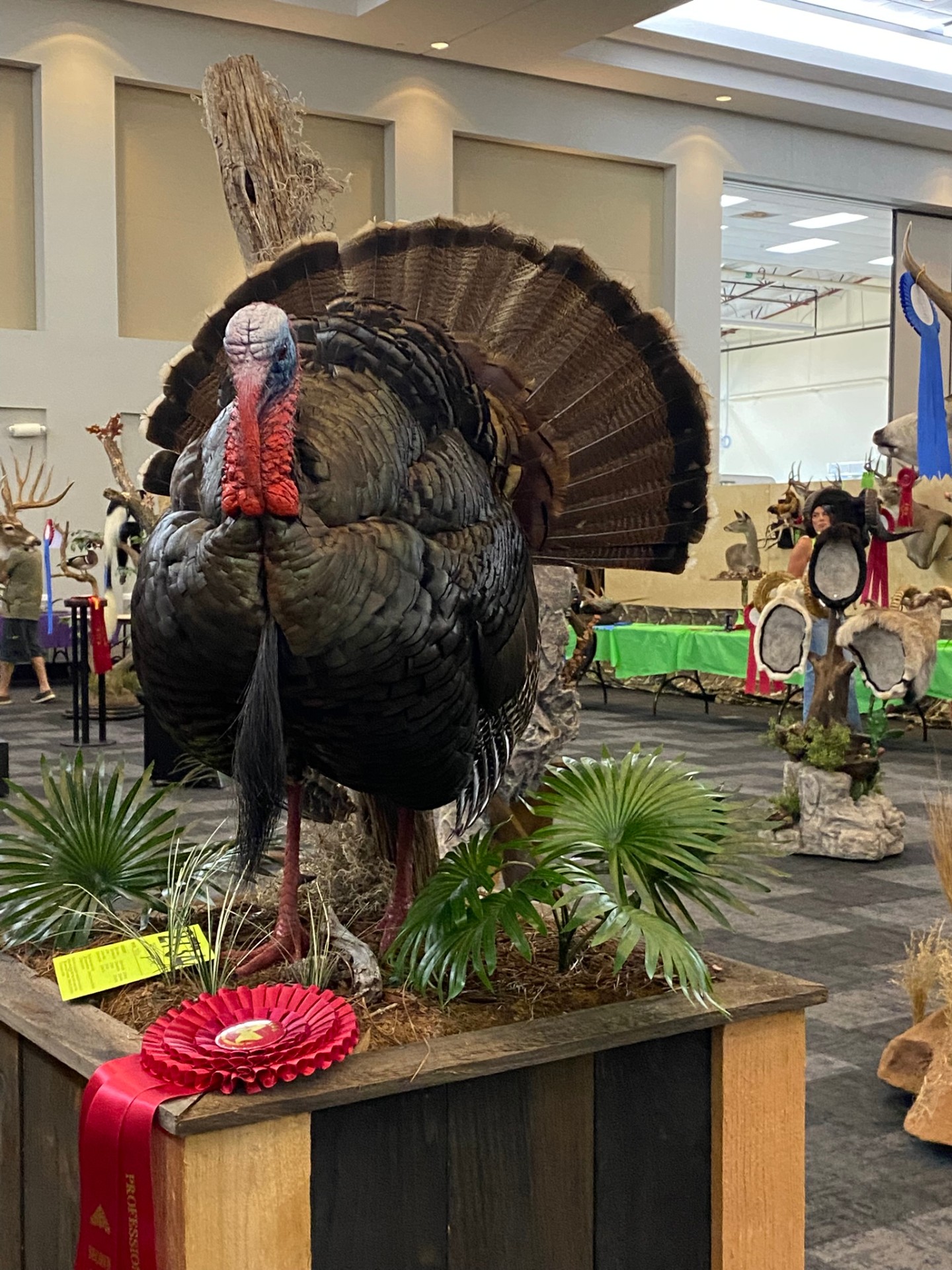 Award-Winning Mount — wild turkey taxidermy mount