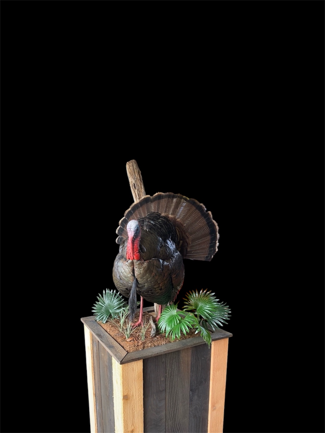 Full Strut Gobbler — wild turkey taxidermy mount