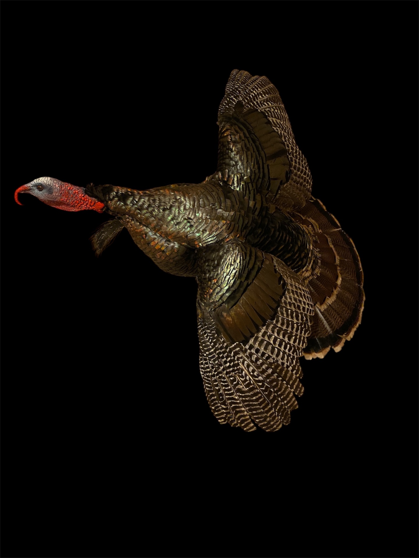 Flying Tom — wild turkey taxidermy mount