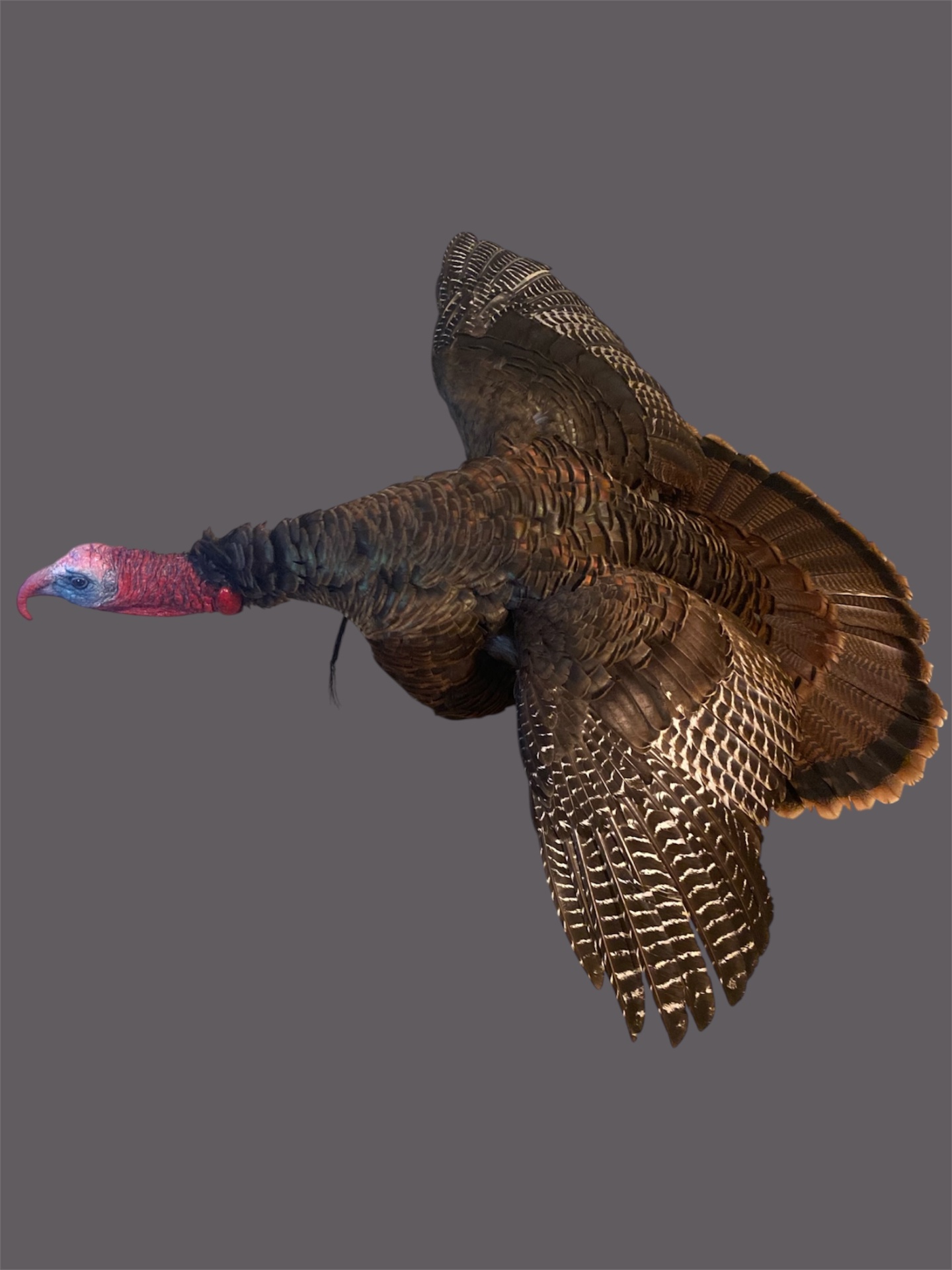 Feather Detail — wild turkey taxidermy mount