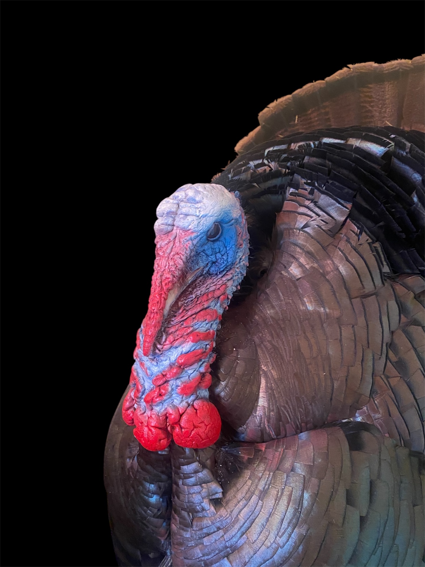 Freeze Dried Head — wild turkey taxidermy mount